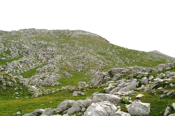 Saxifraga - Abruzzo - Saxifraga cfr. paniculata
